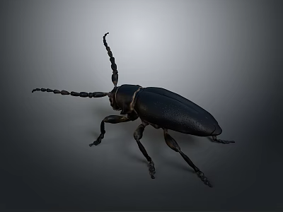 Black Beetle With Long Antennae Shiny Exoskeleton And Detailed Legs On Dark Background 3d model