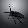 Black Beetle With Long Antennae Shiny Exoskeleton And Detailed Legs On Dark Background