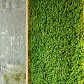 Decorative Green Moss Wall with Wooden Frame Against Gray Concrete Wall in Modern Interior
