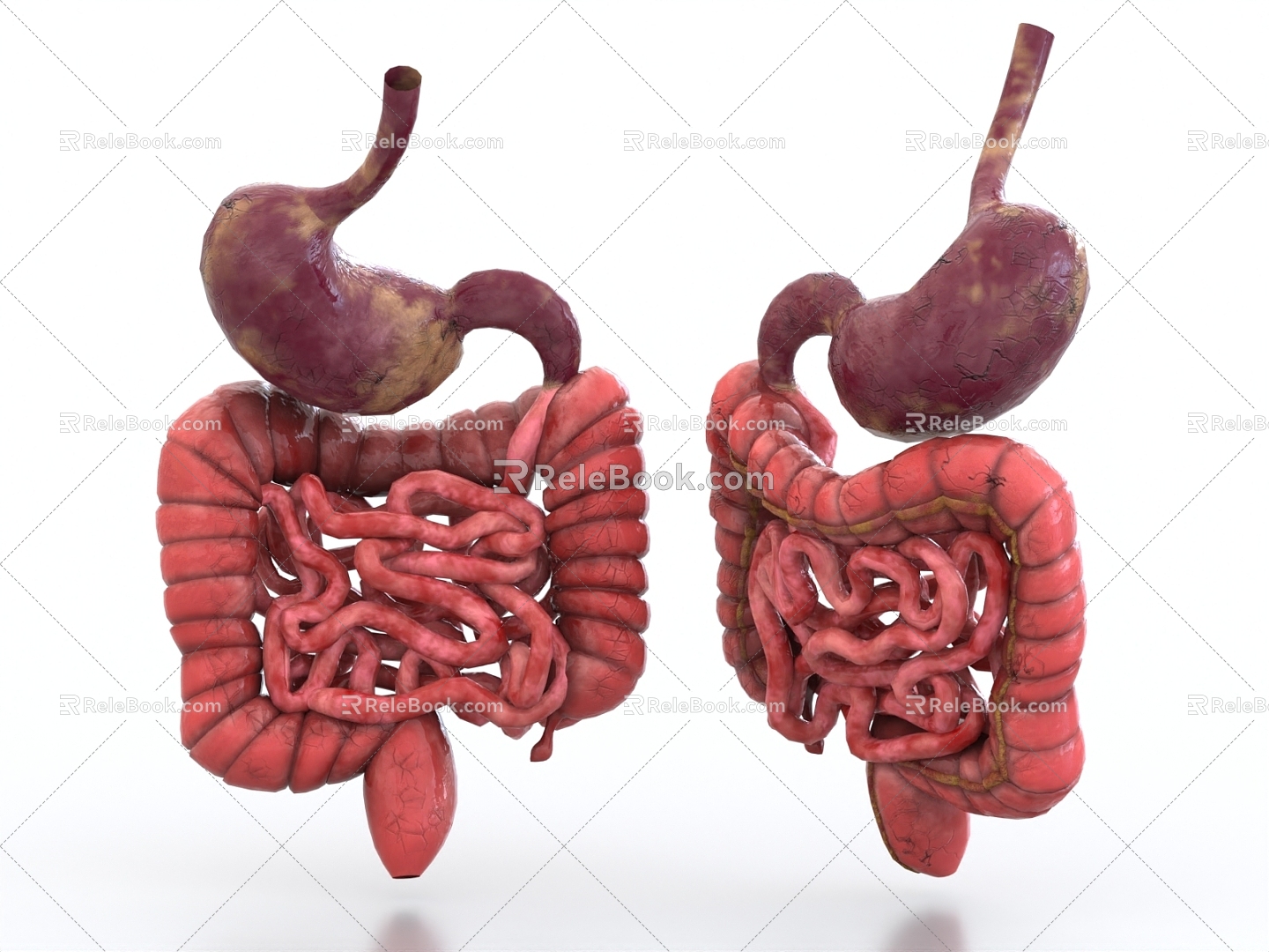 intestine gastrointestinal tract large intestine small intestine organ digestive system 3d model