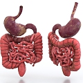 intestine gastrointestinal tract large intestine small intestine organ digestive system 3d model