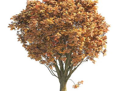 Arbor With Golden Autumn Leaves And Strong Trunk In Outdoor Garden 3d model