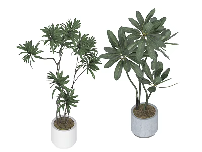 Green Plant Wall Design with Potted Plants and Lush Green Leaves in Modern Pots 3d model