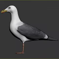 Flying Animal Seagull With White Body Gray Wings Yellow Beak And Orange Feet