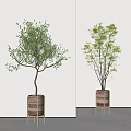 Modern Indoor Potted Olive Tree And Green Foliage Plant In Wooden Planters With Stands