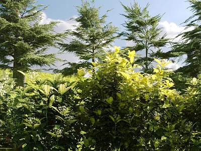 Lush Green And Yellow Shrubs Growing In Sunlit Garden With Tall Trees 3d model