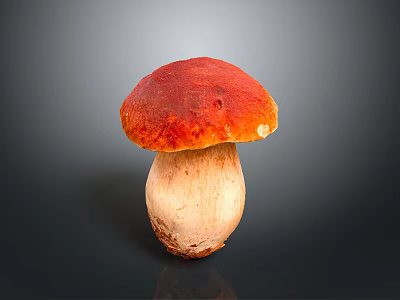 Fresh Red Cap Mushroom with Light Colored Stem on Dark Background 3d model