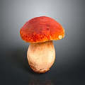 Fresh Red Cap Mushroom with Light Colored Stem on Dark Background 3d model
