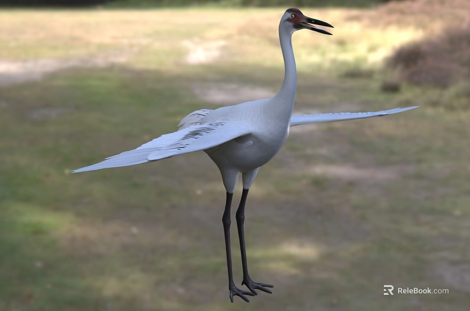 Majestic White Crane With Spread Wings Standing On Green Grassland 3d model 