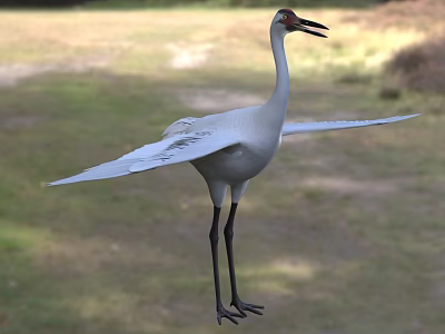 Majestic White Crane With Spread Wings Standing On Green Grassland 3d model