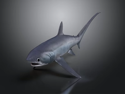 Realistic Gray Shark With Detailed Fins And Open Mouth On Dark Background 3d model