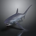 Realistic Gray Shark With Detailed Fins And Open Mouth On Dark Background
