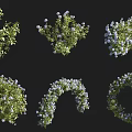 Various Types of Shrubs with Green Leaves and White Purple Flowers in Different Shapes