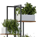 Bonsai Potted Plants On Multi Tiered Metal Frame Wooden Shelves With Various Greenery
