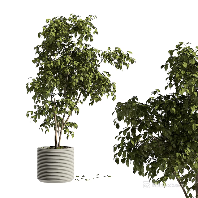 Indoor Bonsai Potted Plants With Lush Green Leaves In Striped Cylindrical Pot 3d model 