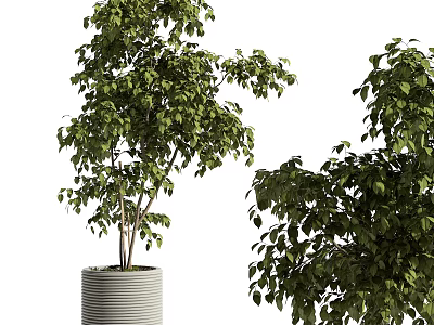Indoor Bonsai Potted Plants With Lush Green Leaves In Striped Cylindrical Pot 3d model