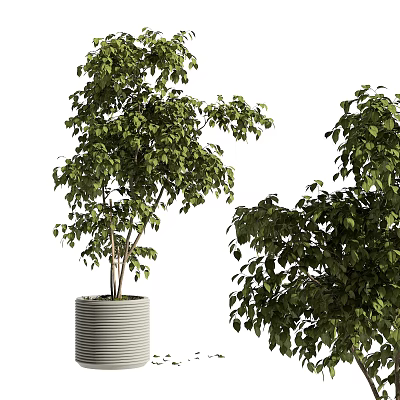 Indoor Bonsai Potted Plants With Lush Green Leaves In Striped Cylindrical Pot 3d model