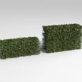 Two Green Rectangular Bushes With Lush Foliage On White Background