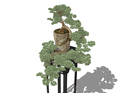 Elegant Bonsai Plant in Clay Pot on Black Stand with Lush Green Foliage 3d model