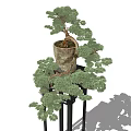 Elegant Bonsai Plant in Clay Pot on Black Stand with Lush Green Foliage