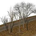 Deciduous Trees Without Leaves Standing Alongside Winding Path Covered With Fallen Leaves