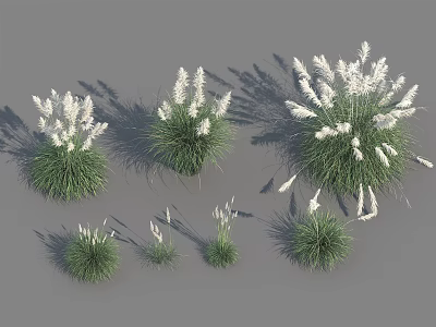 3D Models of Grass Plants With White Flower Spikes in Various Sizes and Growth Stages 3d model