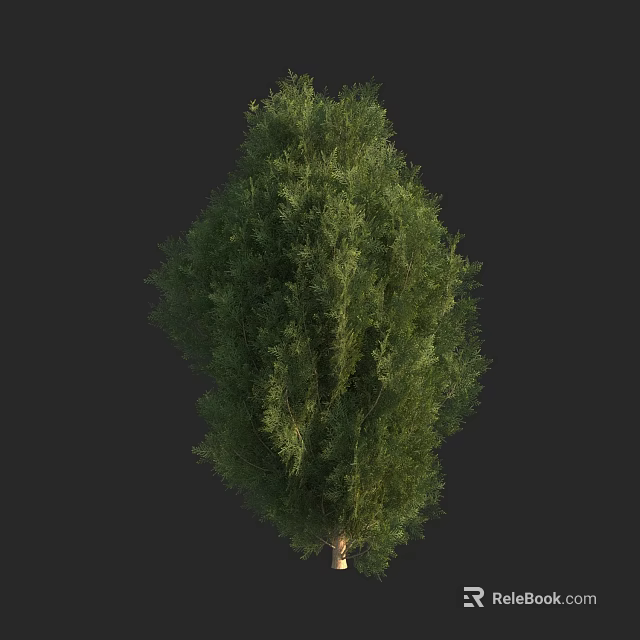 Tall Green Arbor Tree With Dense Foliage And Healthy Branch Structure 3d model 