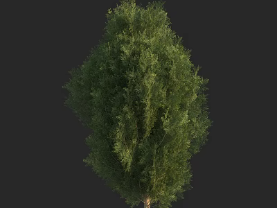 Tall Green Arbor Tree With Dense Foliage And Healthy Branch Structure 3d model