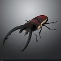 Vibrant Red And Black Beetle With Large Curved Horns On Dark Background