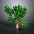 Healthy Green Tree With Lush Foliage And Brown Trunk On Dark Background