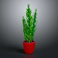 Fresh Green Leafy Plant in Red Pot for Indoor Home Decoration