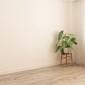 Bonsai Plant in Corner with Light Wall Wooden Floor on Small Stool near Window Curtain