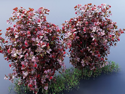 Vibrant Red Pink Leaf Bush With Small Red Flowers And Green Grass 3d model