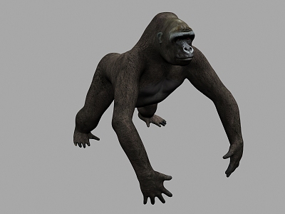 Orangutan 3d model