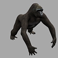 Orangutan 3d model