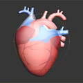 Anatomical Human Heart Organ 3D Model With Red Tissue And Blue Vascular Details