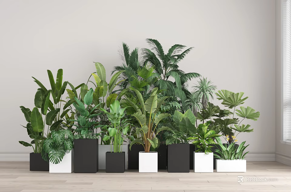 Various Potted Plants in Black and White Square Pots with Light Walls and Wood Floors 3d model 