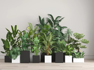 Various Potted Plants in Black and White Square Pots with Light Walls and Wood Floors 3d model