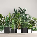 Various Potted Plants in Black and White Square Pots with Light Walls and Wood Floors