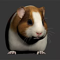 Cute Brown And White Guinea Pig On Gray Surface With Reflection