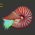 Vibrant Nautilus With Red White Striped Shell Blue Tentacles And Orange Spotted Mantle