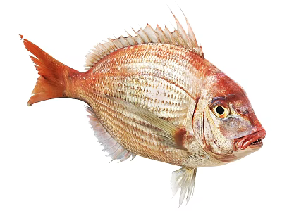 Red Aquatic Fish With Shiny Scales Fins Tail And Eyes On White 3d model