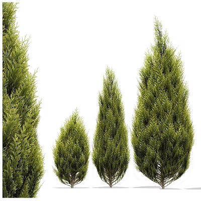 Evergreen Trees Of Various Heights With Lush Green Foliage And Dense Branches 3d model