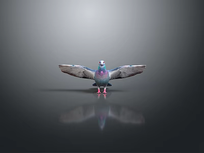 Colorful Pigeon With Spread Wings Standing On Dark Surface Showing Reflection And Gray Background 3d model