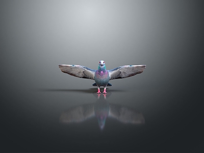 Pigeon Edible Pigeon Play Pigeon Racing Pigeon Military Pigeon Experimental Pigeon Wild Pigeon Rock Pigeon Raw Pigeon model