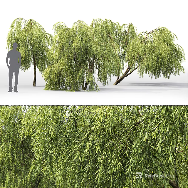 Weeping Willow Trees With Lush Green Leaves In Natural Landscape And Human Figure For Scale 3d model 