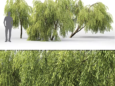 Weeping Willow Trees With Lush Green Leaves In Natural Landscape And Human Figure For Scale 3d model