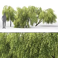 Weeping Willow Trees With Lush Green Leaves In Natural Landscape And Human Figure For Scale