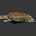 Vibrant Colorful Sea Turtle With Intricate Shell On Reflective Black Surface