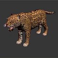 Leopard with Spotted Fur Standing Open Mouth on Shiny Reflective Surface 3d model